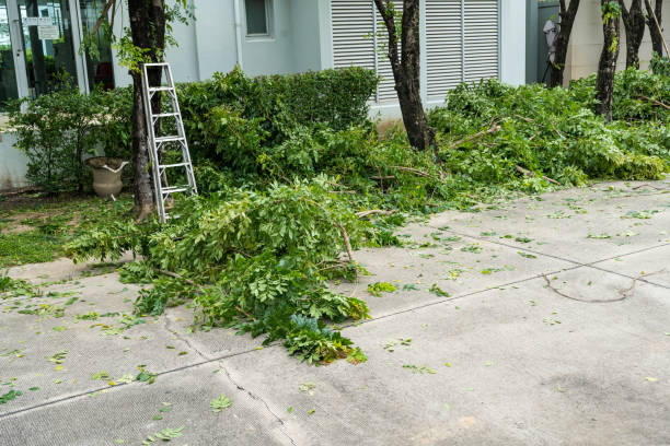 Tree Branch Trimming in Charlotte, MI